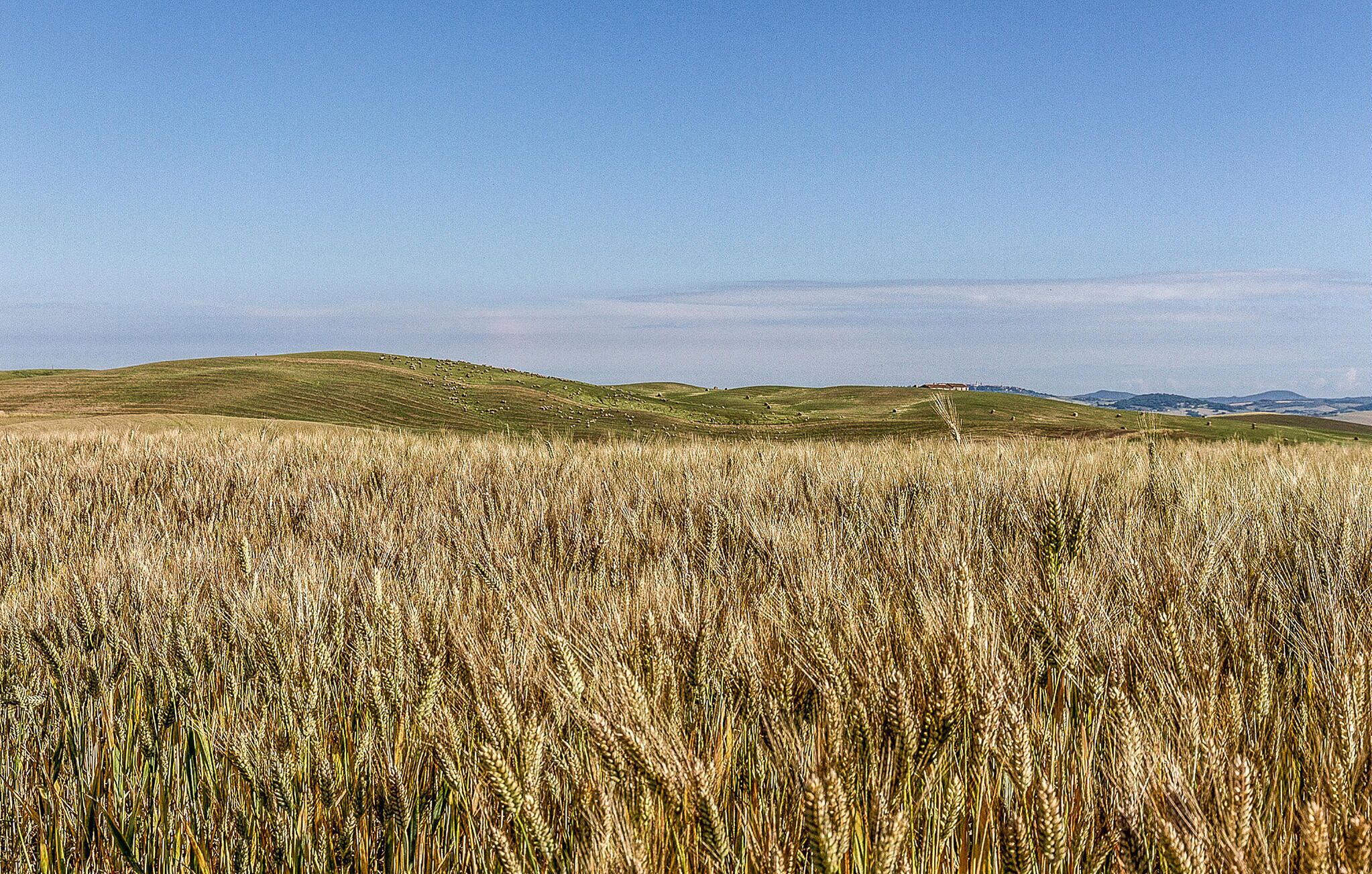 Um campo de trigo com colinas ondulantes ao fundo.