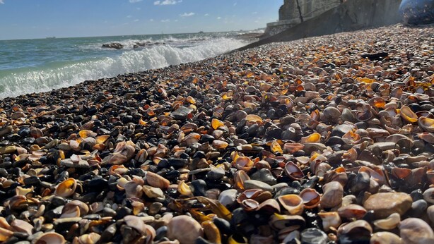 A beach with a rocky shore covered in seashells and a stone wall in the background.