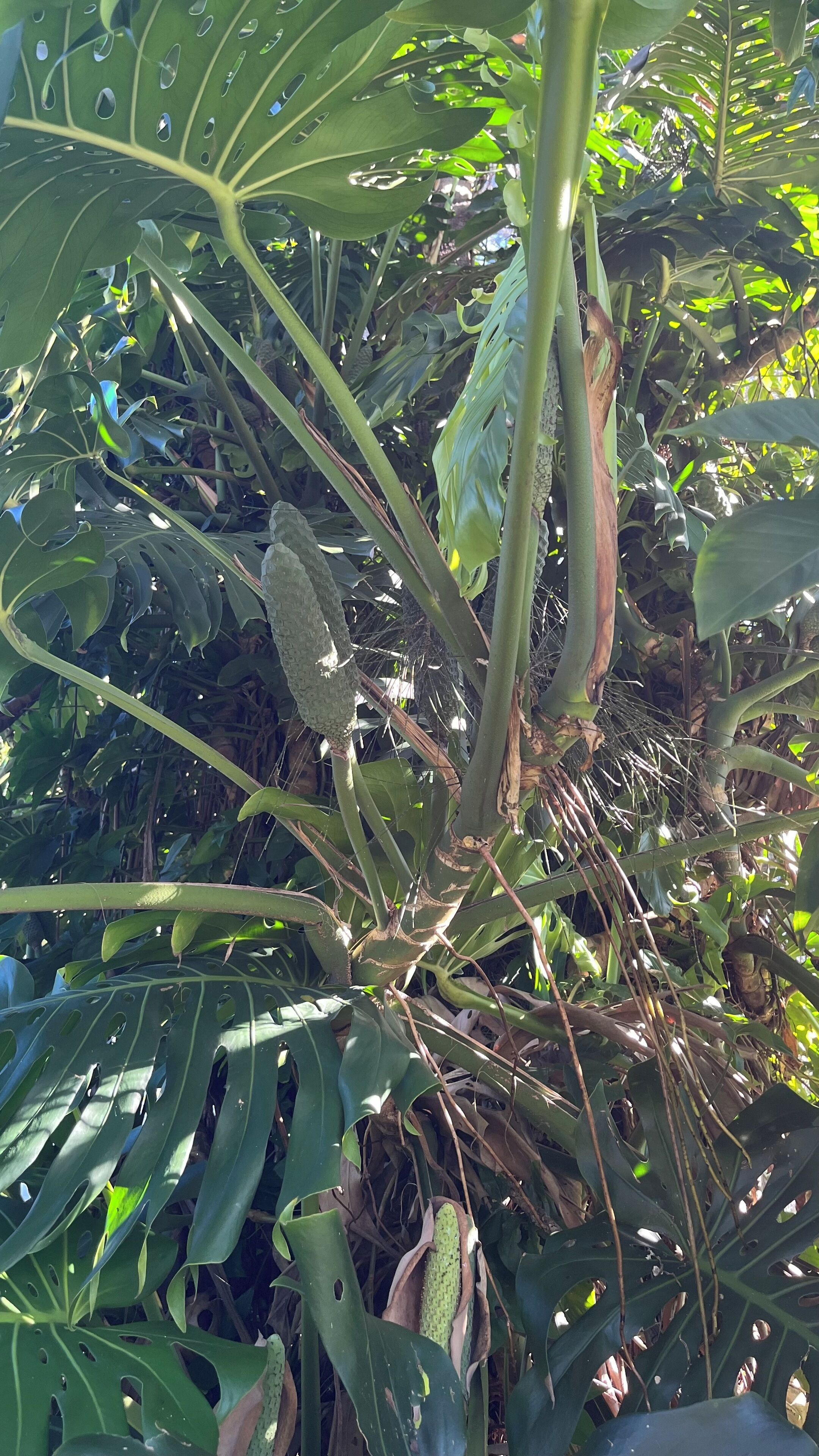 A close-up of a plant with large, green leaves and a central stem.
