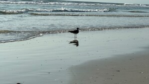 A beach with waves and a single bird standing on the sand. - Sun & Speedway Villa - Centrally located to everything. (Daytona Beach)