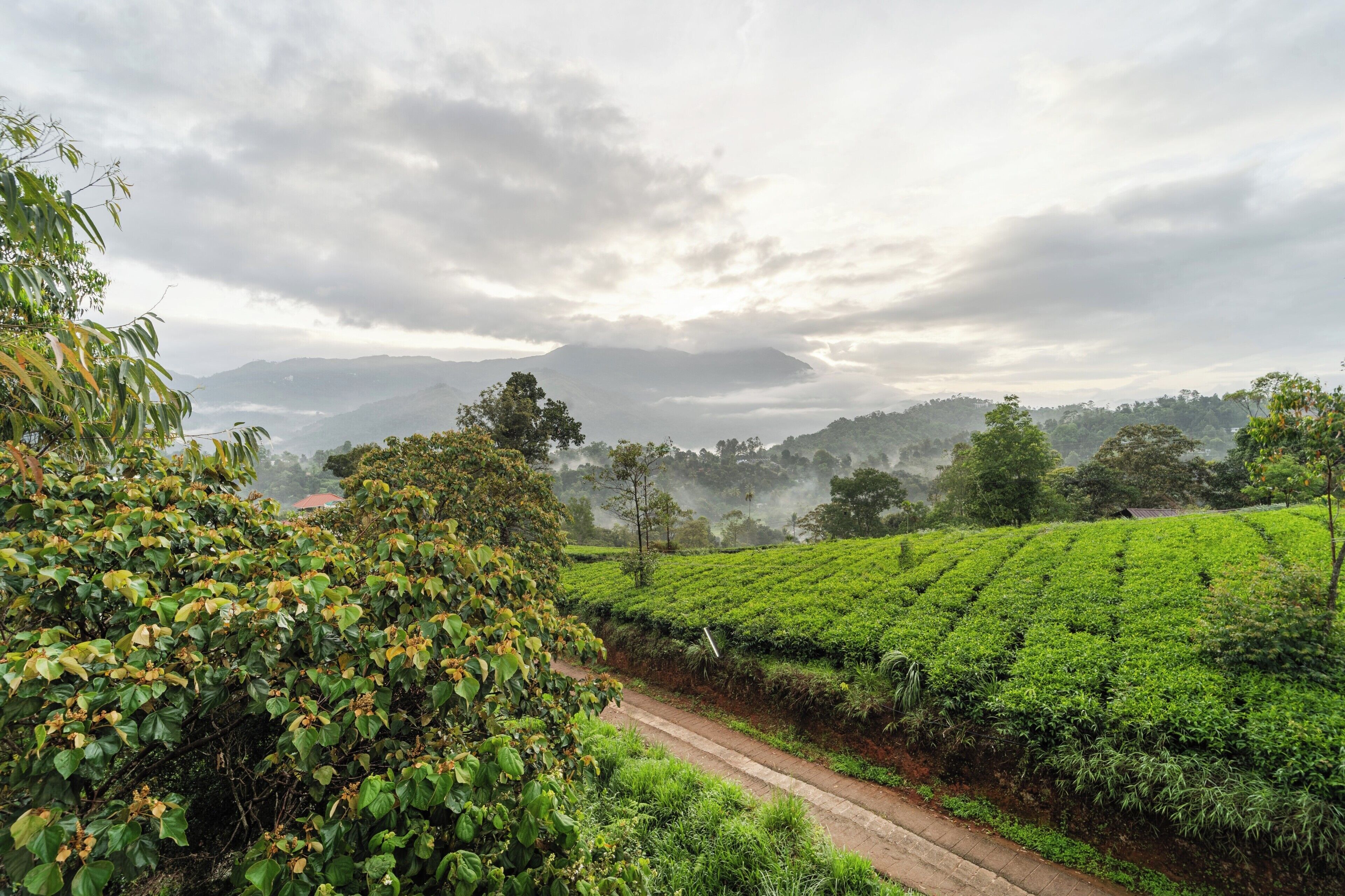 A lush green tea plantation with a dirt path leading through it.