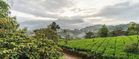 A lush green tea plantation with a dirt path leading through it.