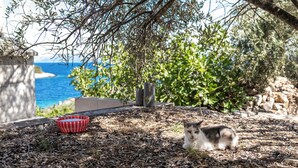 Un chat est assis sur une surface de gravier, près d’une gamelle rouge et blanche, sous un arbre d’où l’on aperçoit la mer.