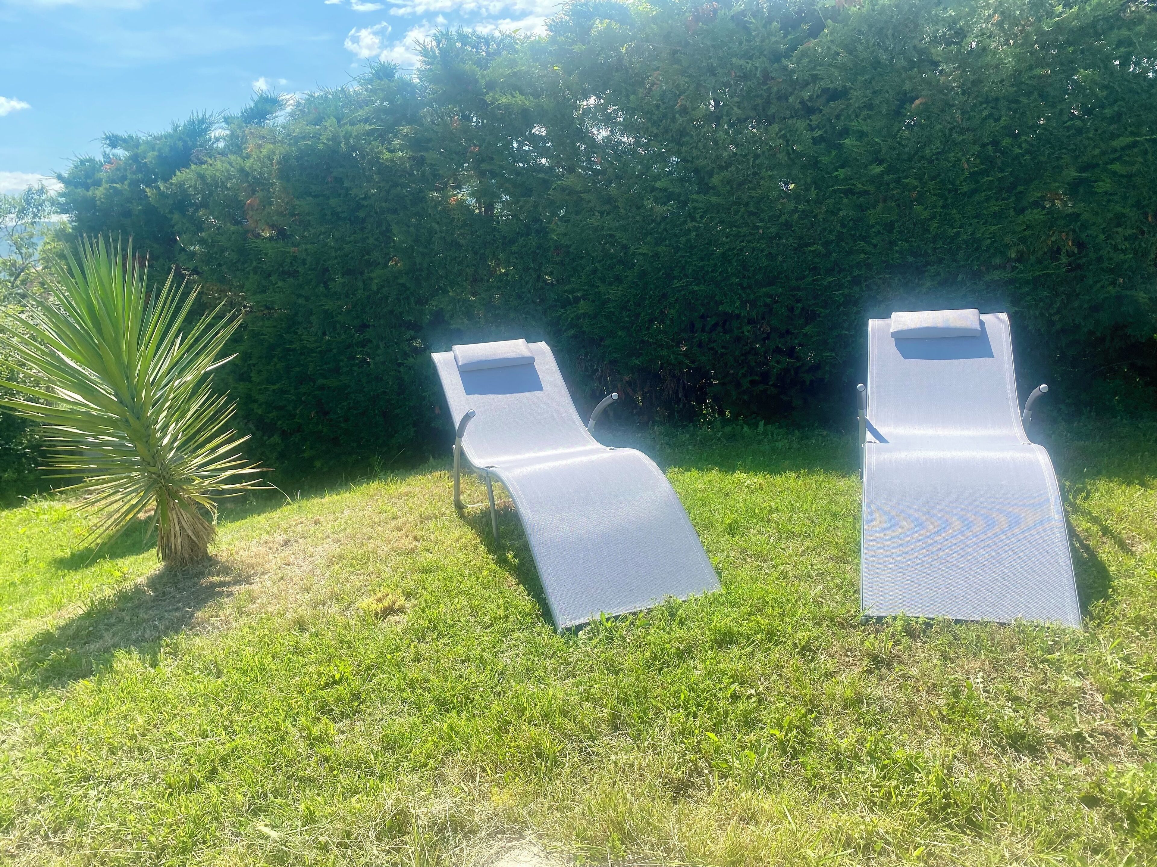 Two sun loungers with a palm tree and dense foliage in the background.