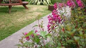 Un jardín con un camino, una mesa de picnic y plantas florecientes.