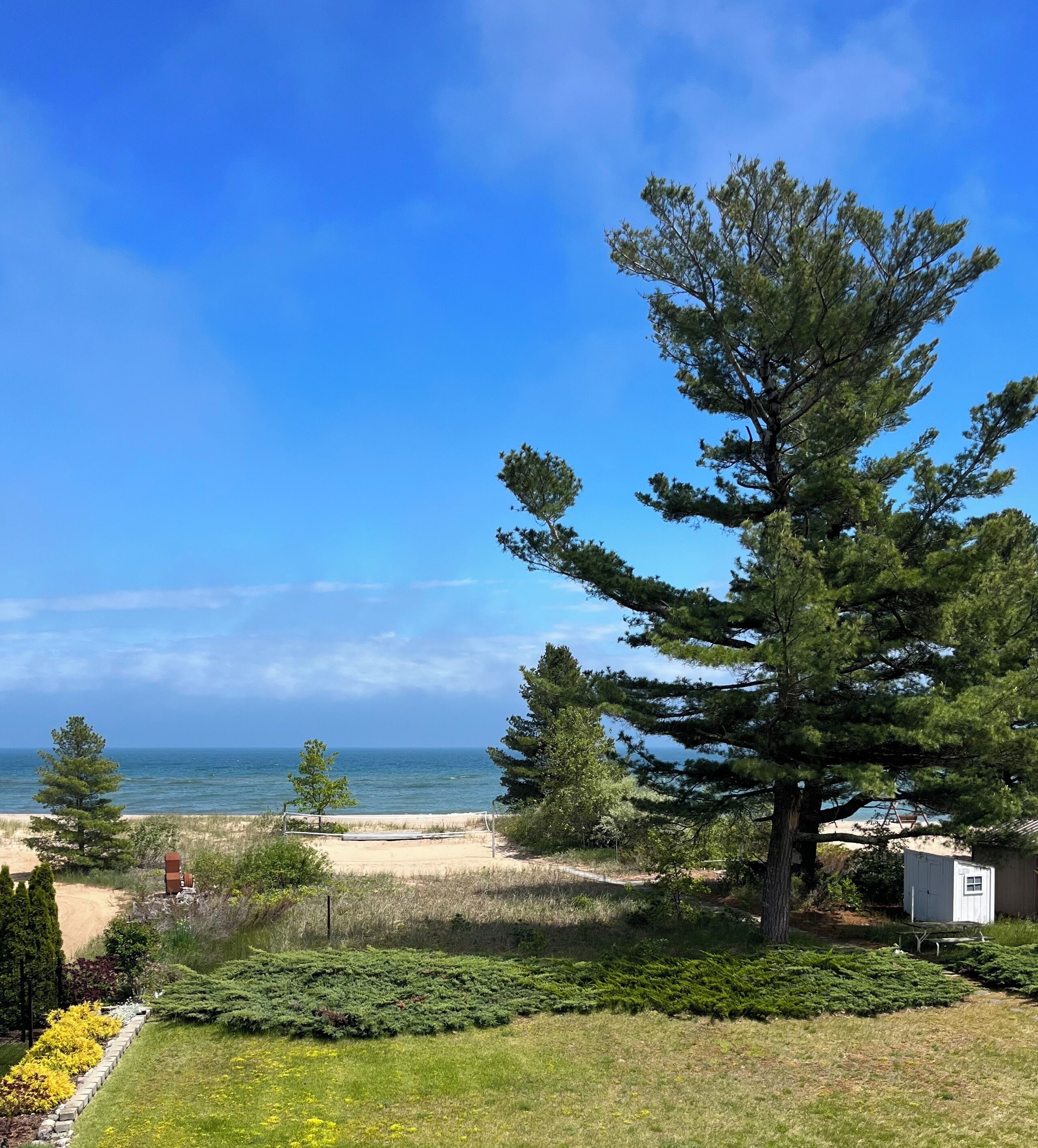 A coastal landscape with a large coniferous tree, a sandy beach, and a small white building.