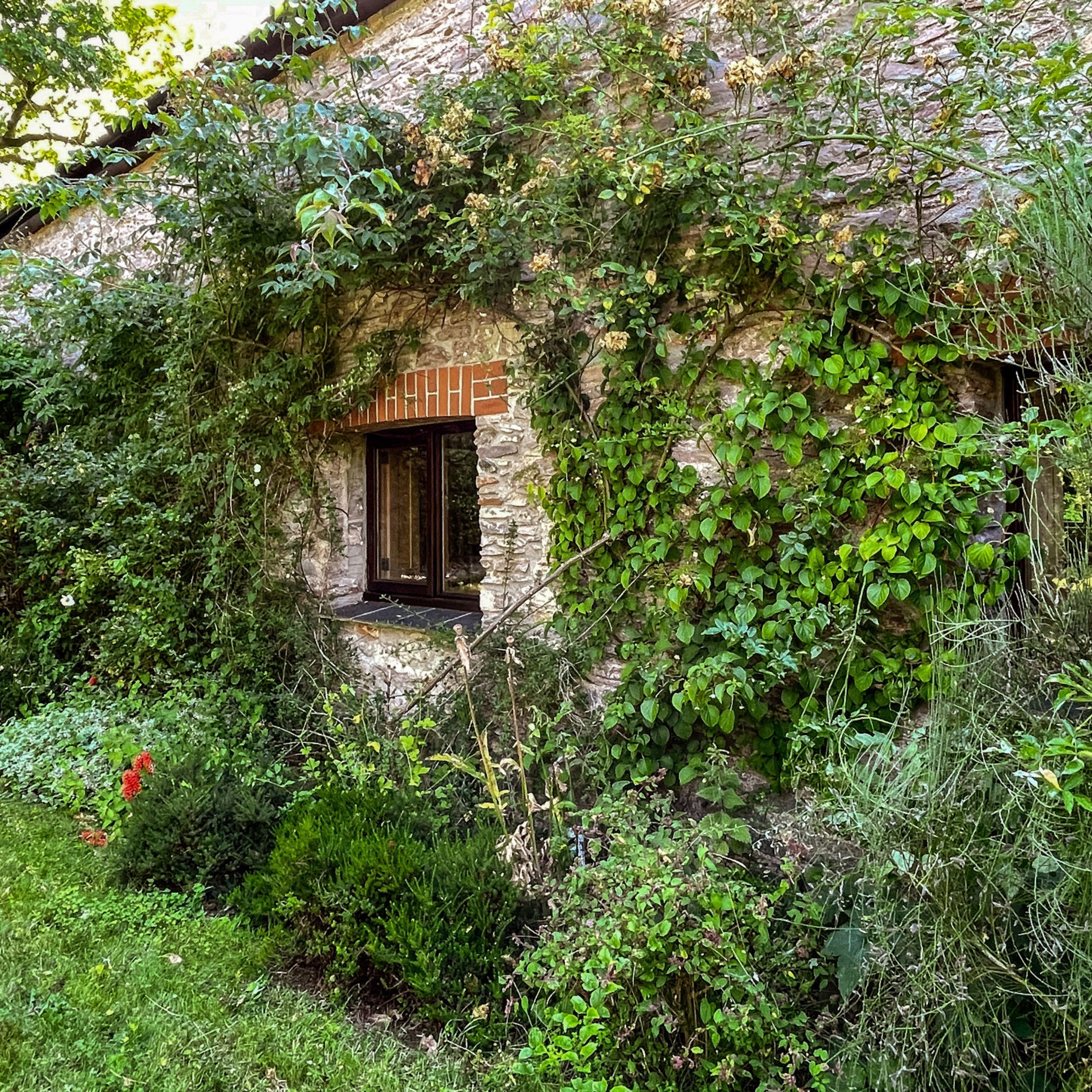 A rustic stone building partially covered with green vines.