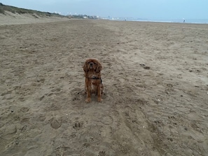 A dog sitting on a sandy beach with footprints and a distant shoreline. - Large 3 bed Chalet -sleeps 6- dog Friendly- Garden (Bridlington)