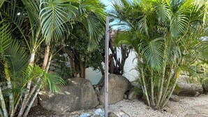 Een tuin met palmbomen, grote rotsen en een betegeld pad.