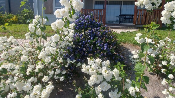 Ein Haus mit Veranda, umgeben von weißen und blauen Blumen.