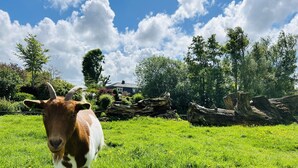 A goat in a grassy field with trees and a house in the background.