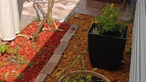 Un espace jardin aménagé avec du paillis rouge, une plante en pot et un petit arbre.