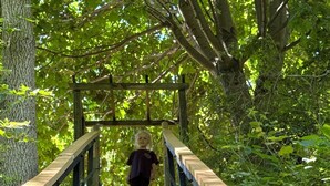 A wooden staircase leading up to a wooden platform surrounded by trees. - Artisan's Cove at Water's Edge by Liberty with Golf Simulator (Municipality Of Chatham-Kent)