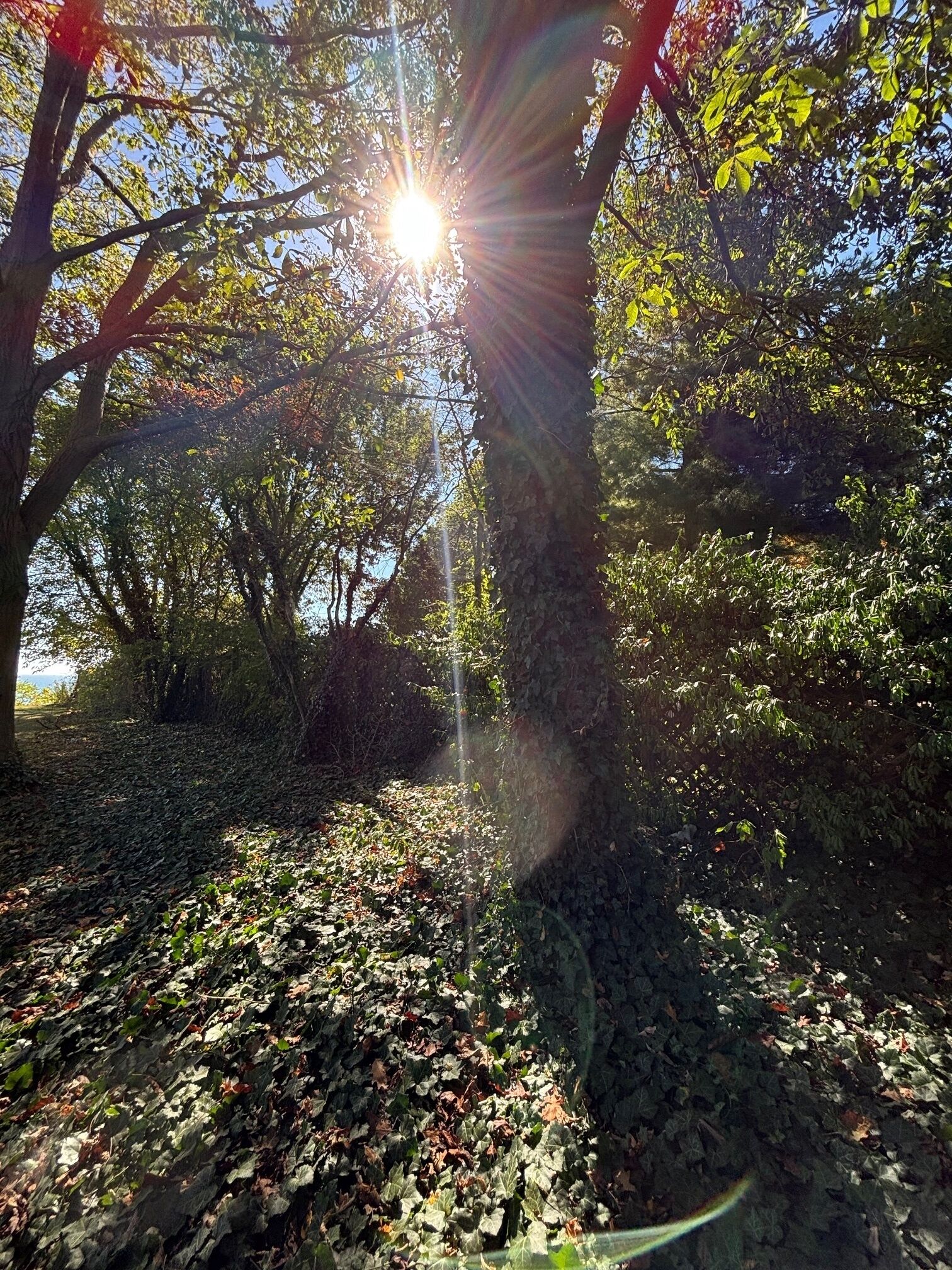 A forested area with sunlight filtering through trees.