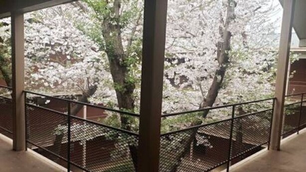 Un espacio al aire libre techado con barandilla metálica, árboles con flores blancas y vista a un edificio al fondo.