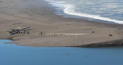 The Tiny Tipsy Turtle