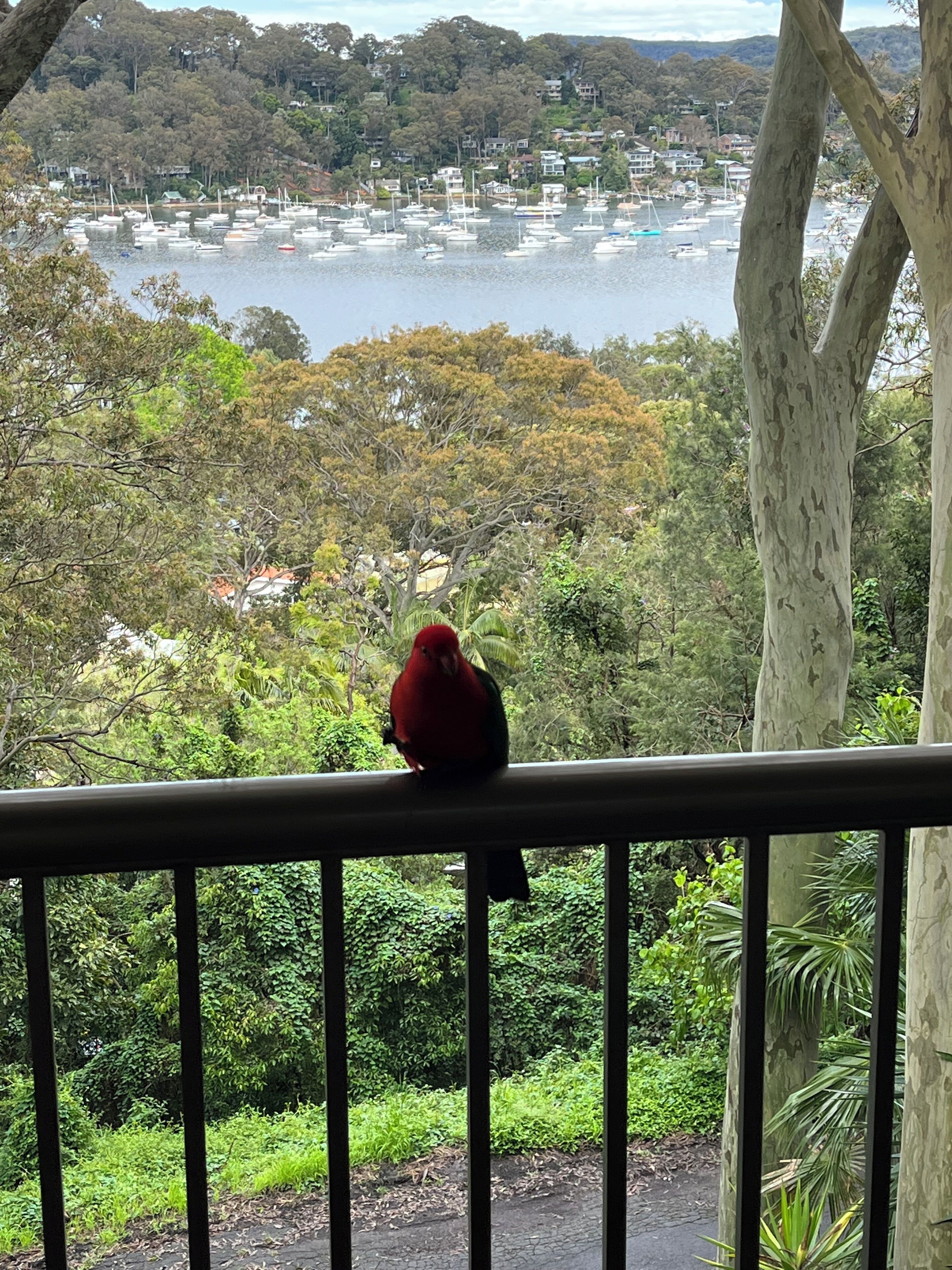 A red parrot perched on a balcony railing overlooking a marina with boats and a forested hillside in the background.