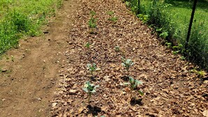 A dirt path with young plants and a blue container in the foreground. - Secluded Mountaintop Retreat – Rustic Luxury & Panoramic Views at Freedom Farm (New Milford)