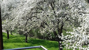 A row of trees with white blossoms, a grassy area, and a metal railing. - Apartment 'Dischhansenhof' with Mountain View, Shared Garden and Wi-Fi (Glottertal)