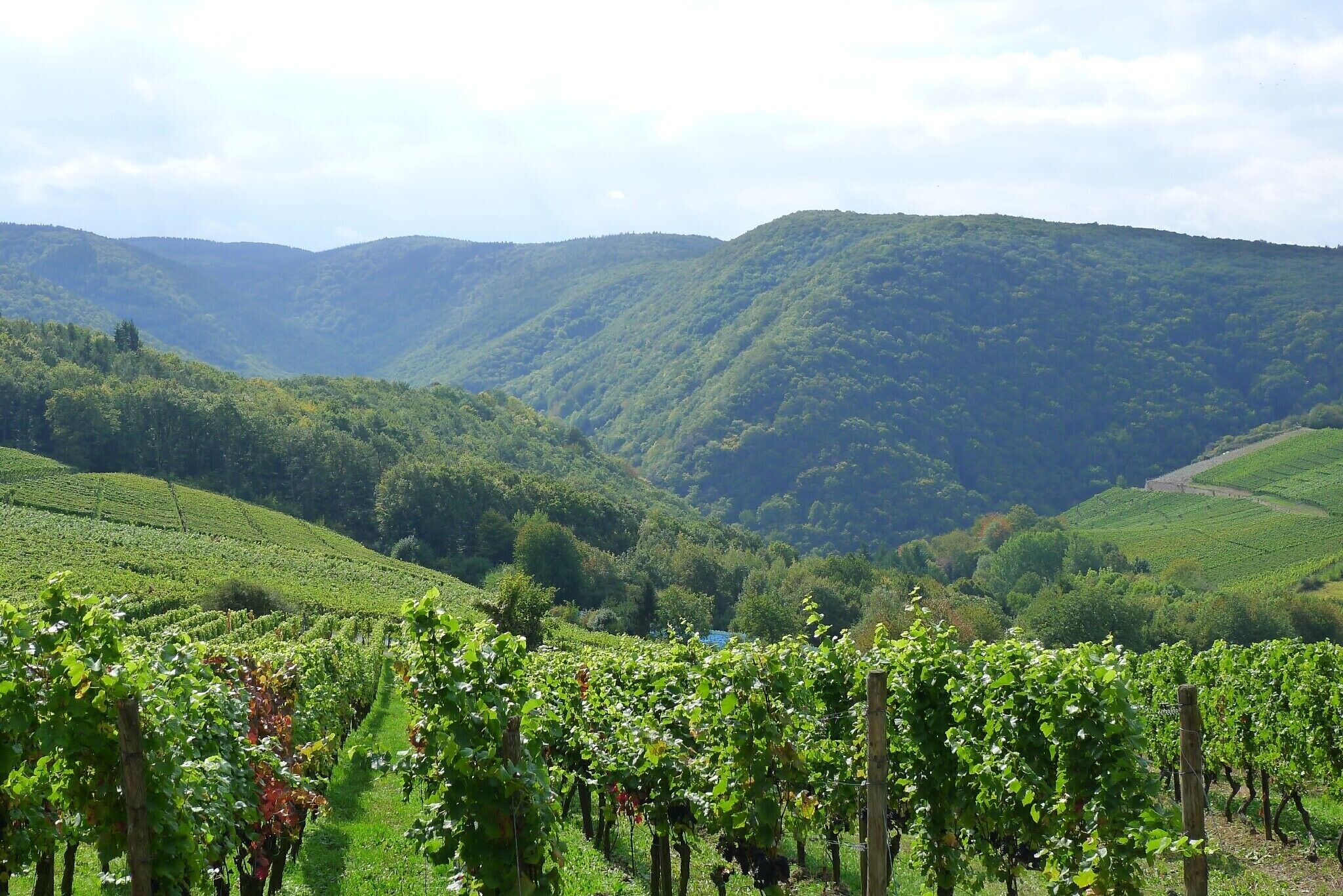 A vineyard with rows of grapevines and a hilly landscape in the background.