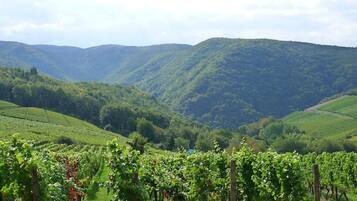 A vineyard with rows of grapevines and a hilly landscape in the background.