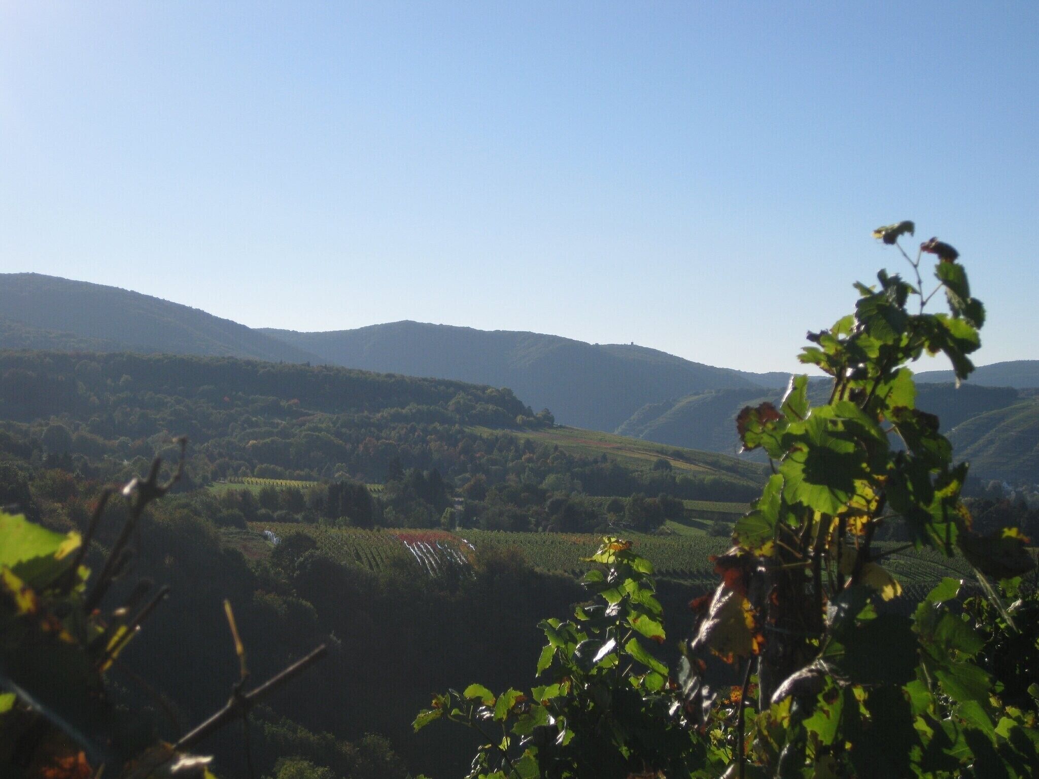 A vineyard landscape with rolling hills and a clear sky.