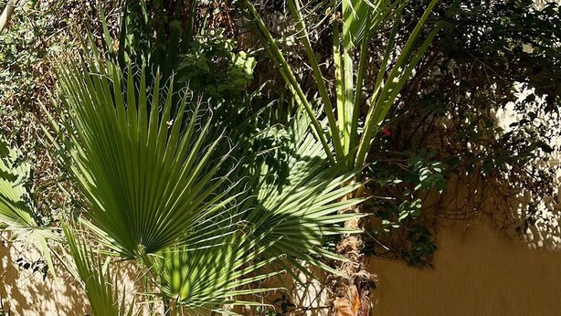 Una mesa de desayuno al aire libre con una variedad de alimentos, como pasteles, frutas y bebidas.