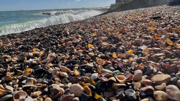 A beach with a rocky shoreline covered in seashells.