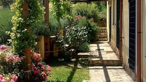 Un sentier de jardin bordé d’arbres et abrité, menant à un bâtiment agrémenté d’une pergola et d’une végétation luxuriante.