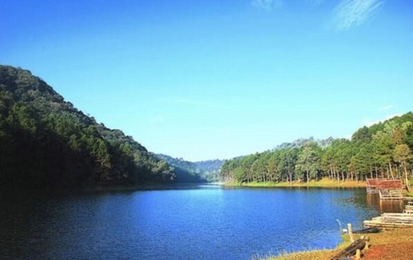 Un lago tranquilo rodeado de un bosque frondoso.