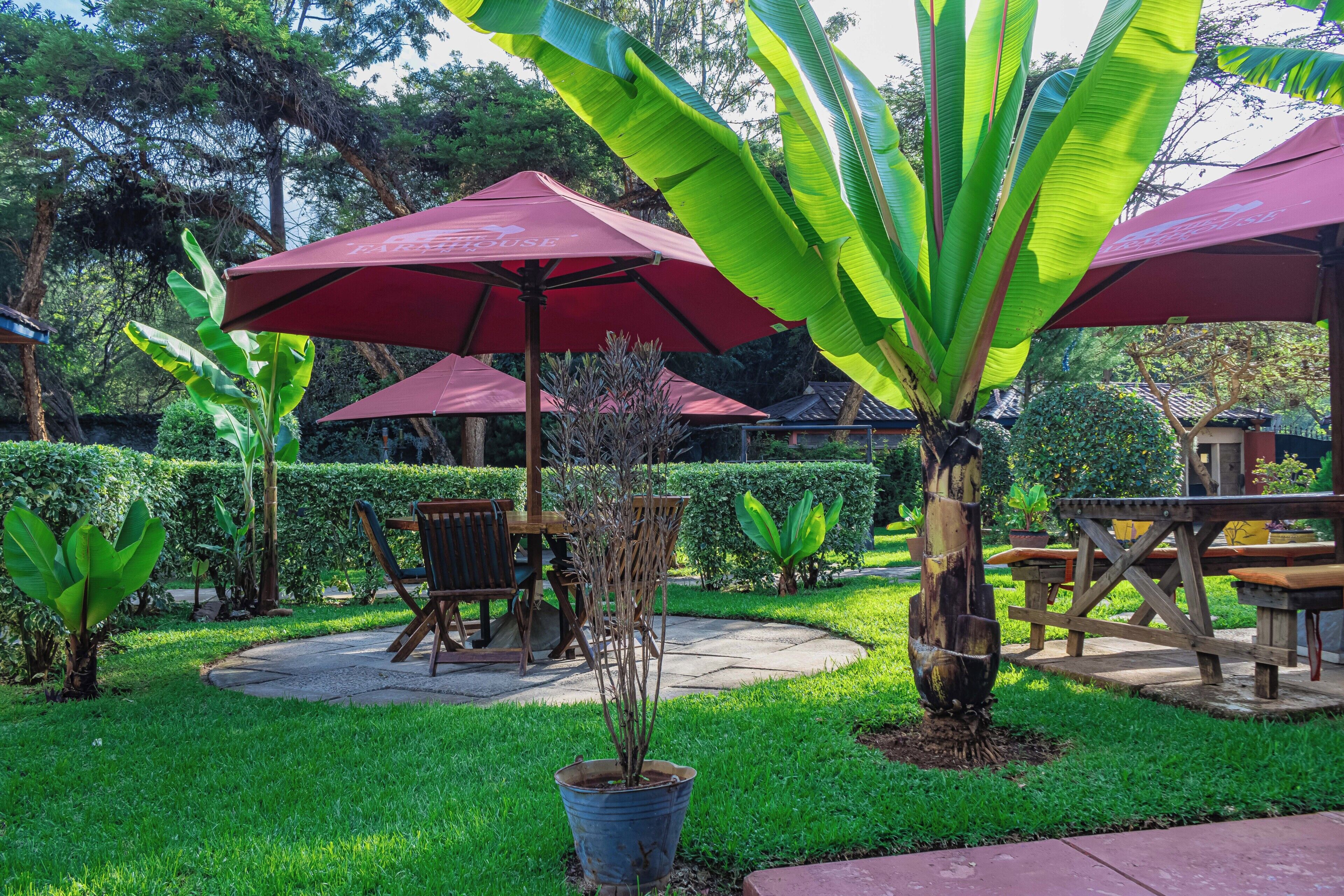 A patio area with a table and chairs, surrounded by potted plants and a large banana tree.