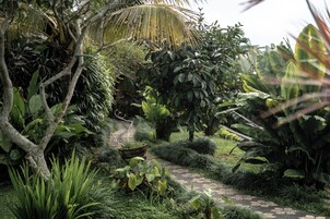 Un sendero en un jardín rodeado de abundante vegetación y diversas plantas.
