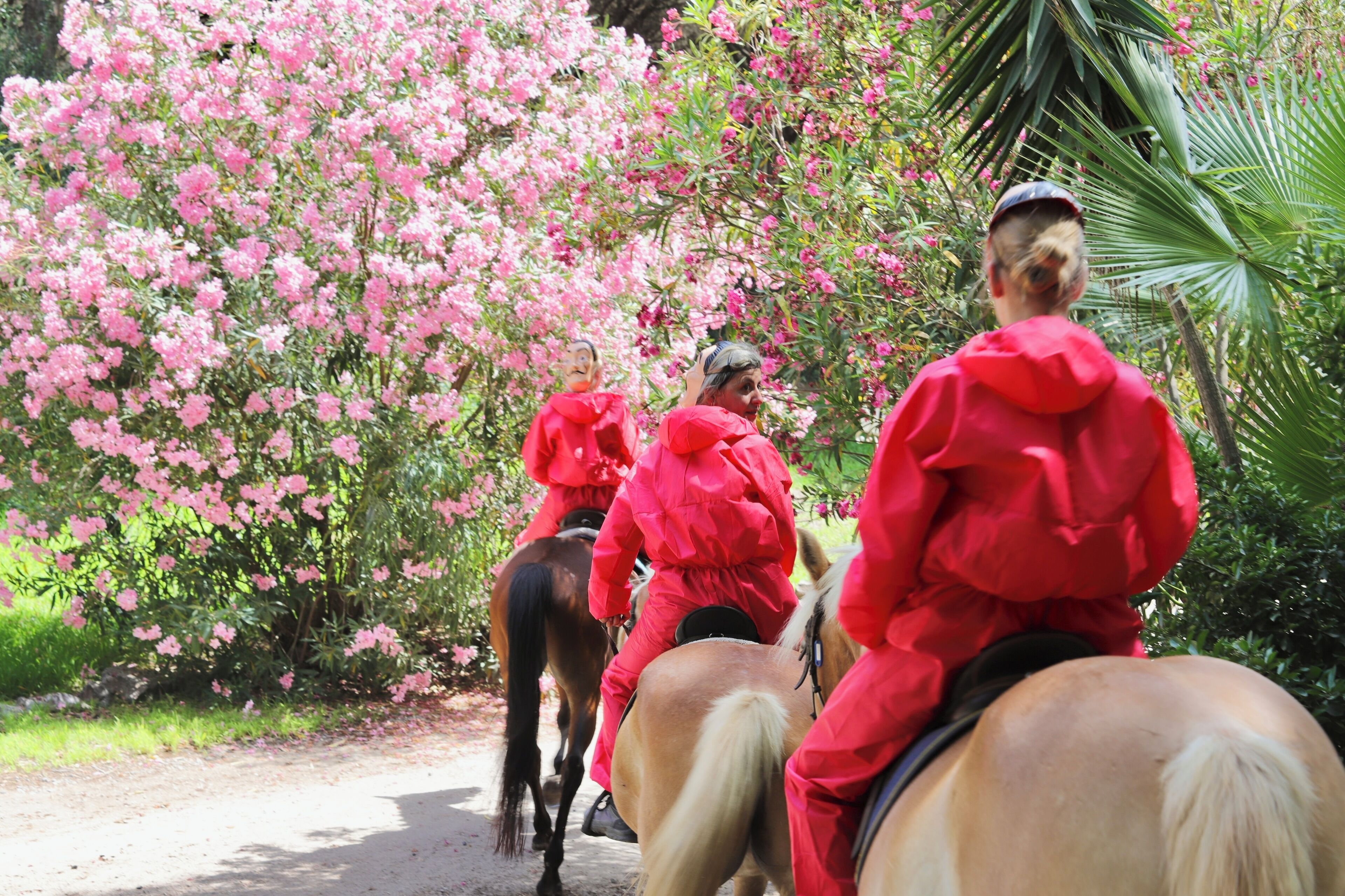A group of people in red uniforms riding horses on a path surrounded by pink flowering trees.