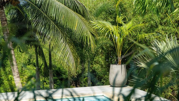 A pool area with a potted plant and lush greenery in the background. - LA VILLA LES 4 COLIBRIS, 3 ch, piscine avec une vue imprenable sur la montagne  (LE VAUCLIN)