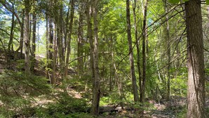Ein dichter Wald mit hoch aufragenden Bäumen und Farnen am Boden.