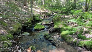 Ein bewachsenes Waldlaufwasser mit moosbedeckten Steinen und Farne.