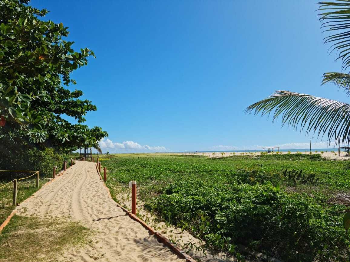 A sandy pathway leading to a beach with lush greenery and a clear blue sky.