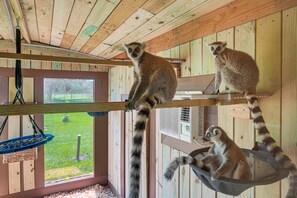House (3 Bedrooms) | Interior - Sleep With Sloths & Lemurs! Modern Webster Home (Webster)