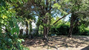 A natural outdoor area with trees and a dirt path. - Pelican's Nest - Soundside, 5 min to beach, 2BR 1BA, Atlantic Beach (Atlantic Beach)