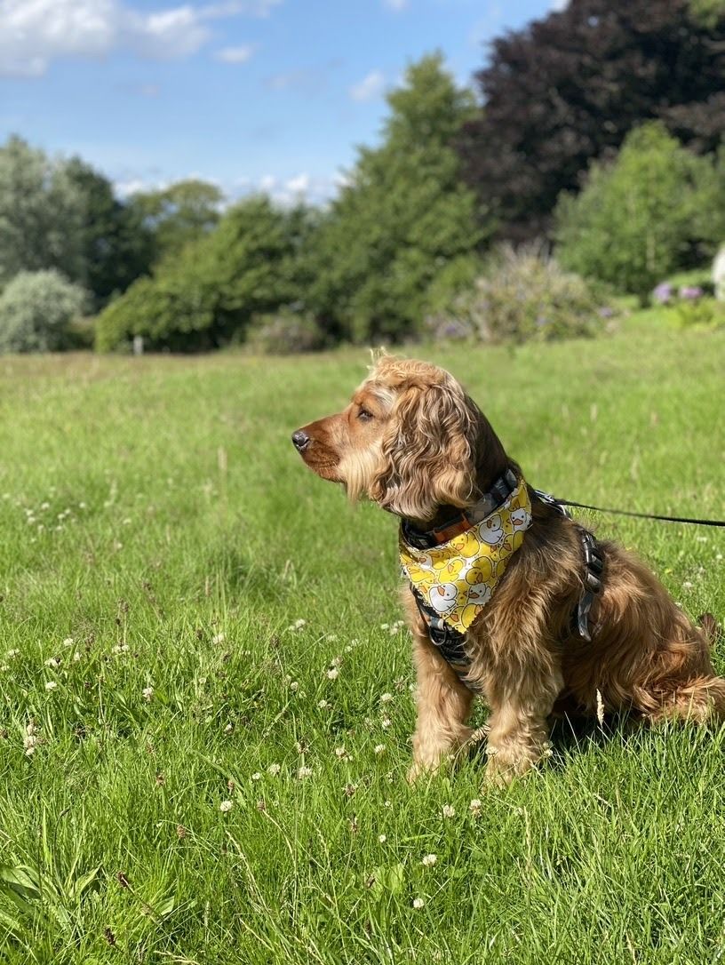 A dog sitting on grass with trees in the background.