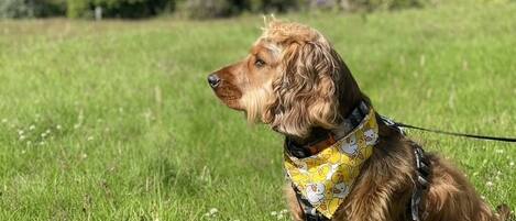 Un chien assis sur l’herbe, avec des arbres en arrière-plan.