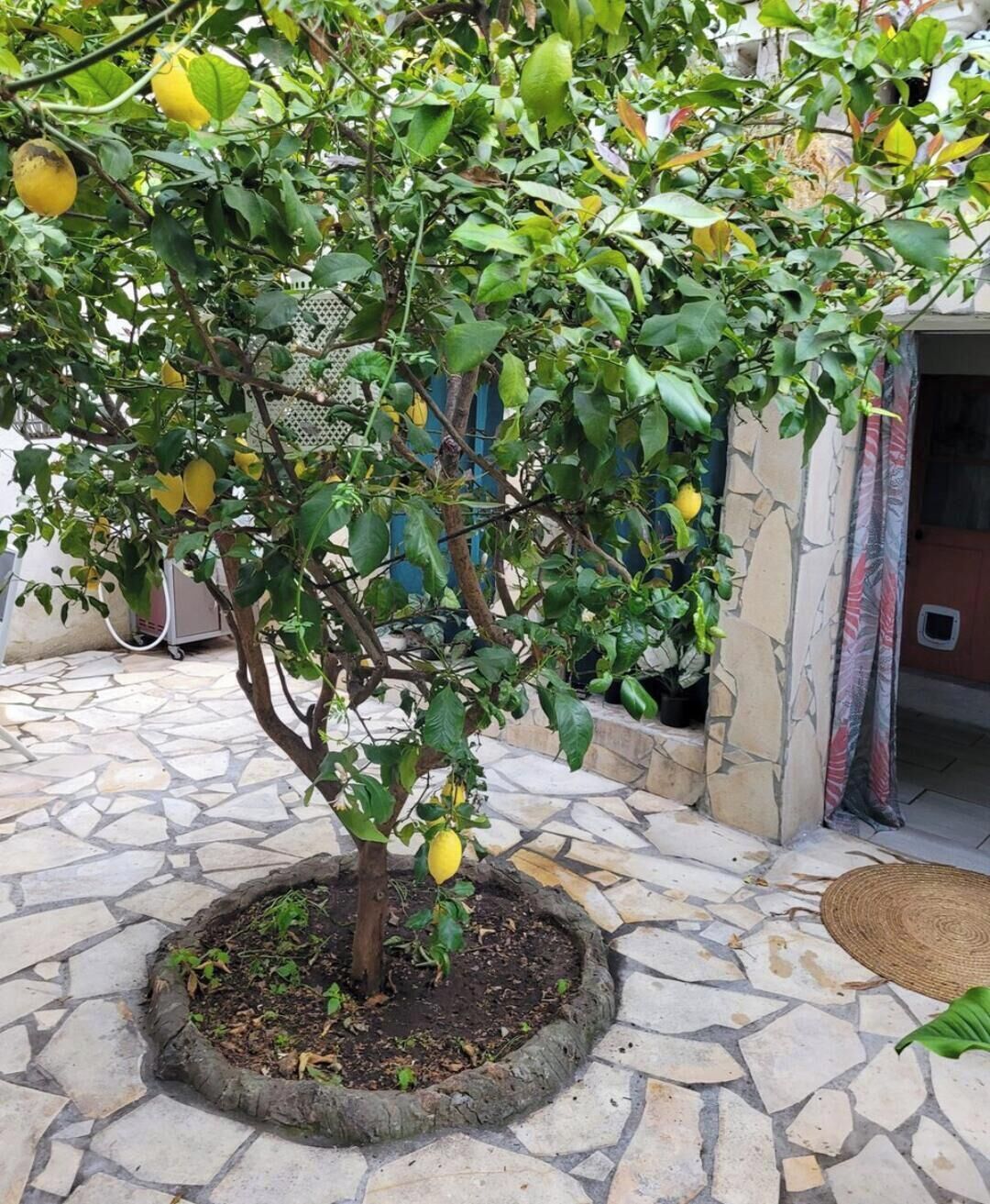 Un citronnier en pot, avec des fruits, une terrasse dallée de pierres et une porte visible au fond.