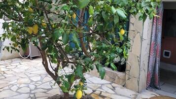 Un citronnier en pot, avec des fruits, une terrasse dallée de pierres et une porte visible au fond.
