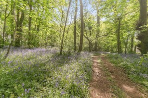 A forest path with dense trees and a carpet of purple flowers.