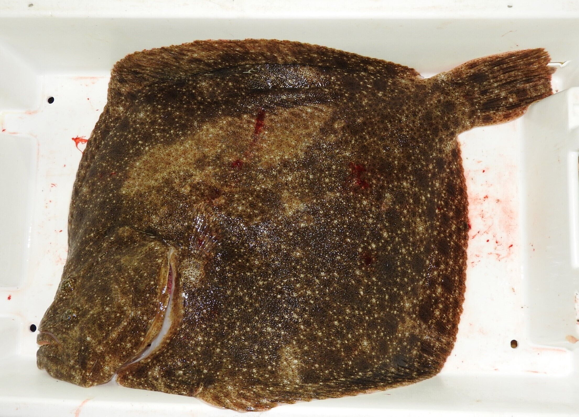 Ein Fisch in einem weißen Behälter.