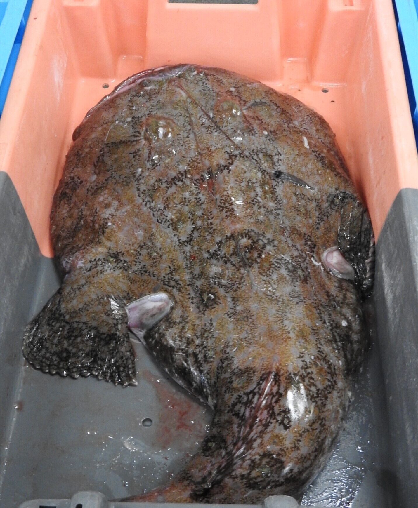 A fish in a plastic container.
