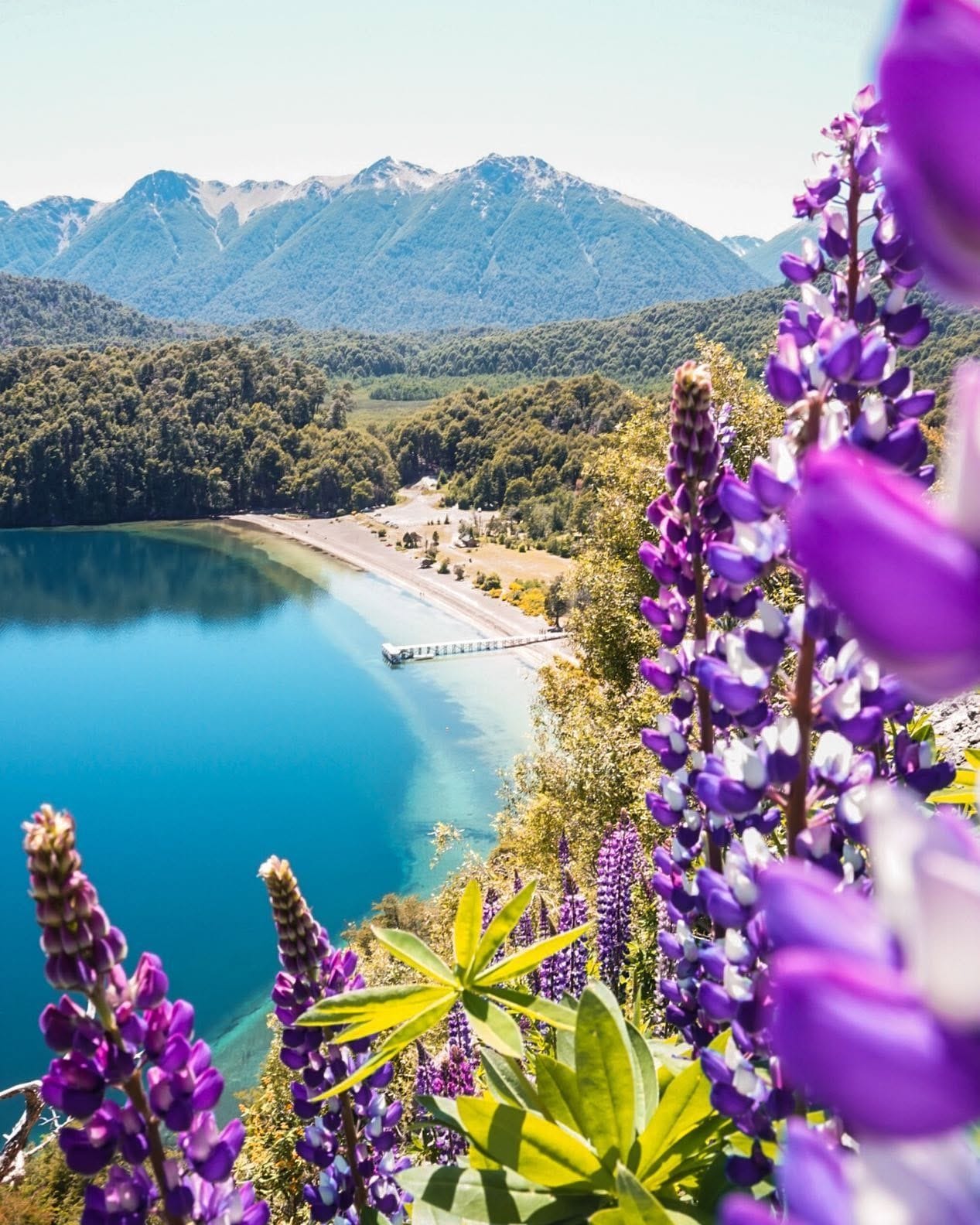 A lake with mountains in the background and purple flowers in the foreground.