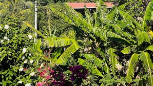 A lush garden with banana plants and flowers, a red-roofed building, and a mountain with clouds in the background. - Hostal Eden Ometepe (Moyagalpa)