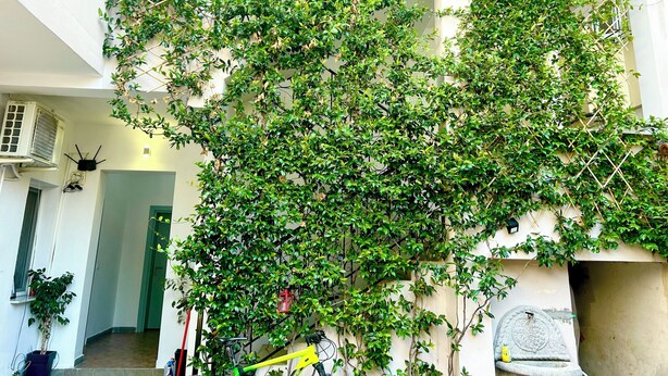 A courtyard with a wall covered in dense green foliage, a bicycle, and a stone structure. - Tirana Budget Retreat Hotel (Tirana)
