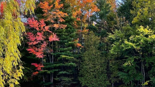 A lakeside setting with a dock, two Adirondack chairs, and a pile of firewood. - The Cottage (Bellaire)
